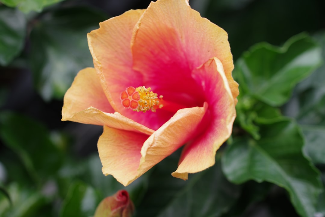 花井組