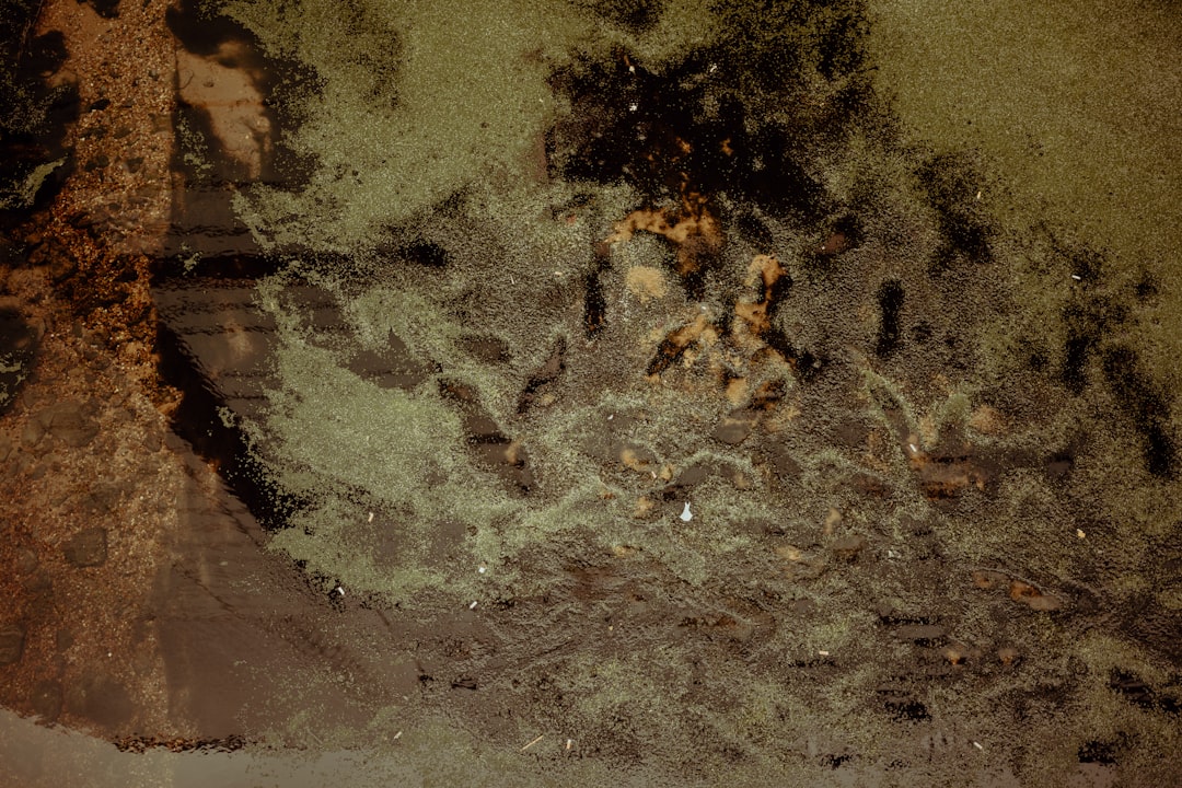 正体不明の怪異 忍野扇 こよみリバース 超究極 モンスト 攻略