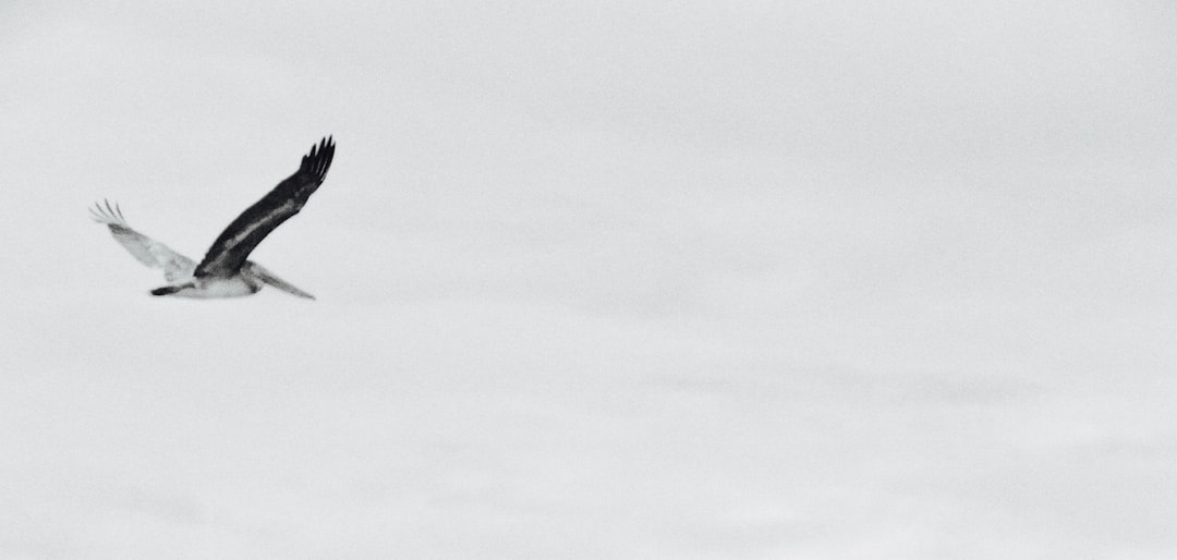 翡翠ペンダントトップ トライアングルモチーフ 糸魚川 宝石研磨の匠 アクセサリー 糸魚川産 ひすい ラベンダー ジェダイト jade 山梨の匠 5月誕生石 国産 糸魚川ヒスイ 神社 お清め 国石 天然石 本物 癒し パワーストーン サステナブル みどりのぺんぎん