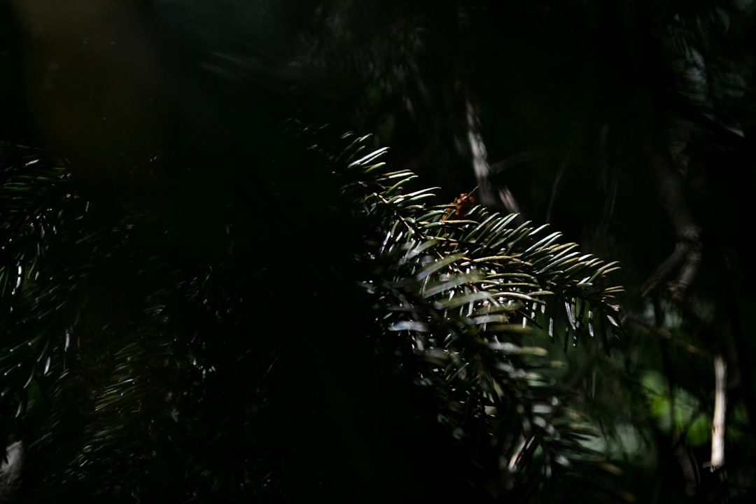 正体不明の怪異 忍野扇 こよみリバース 超究極 モンスト 攻略