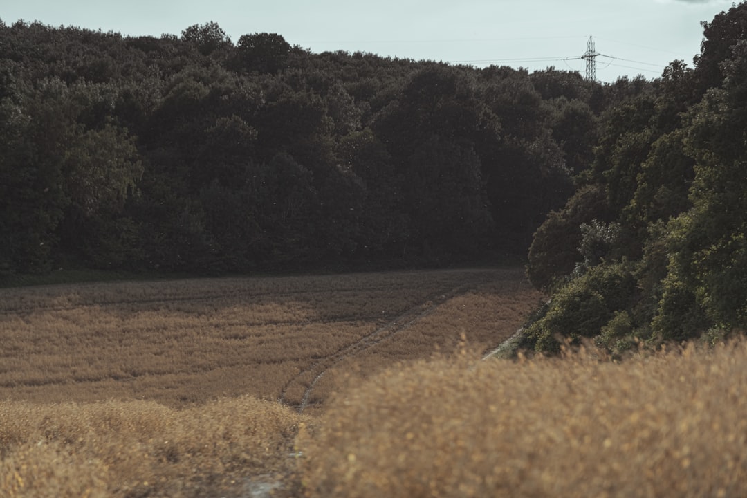 パイレーツ 対 カブス