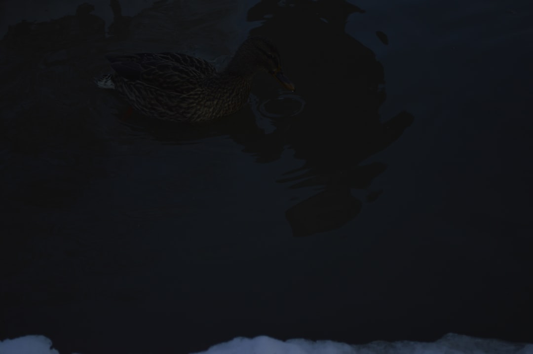 正体不明の怪異 忍野扇 こよみリバース 超究極 モンスト 攻略