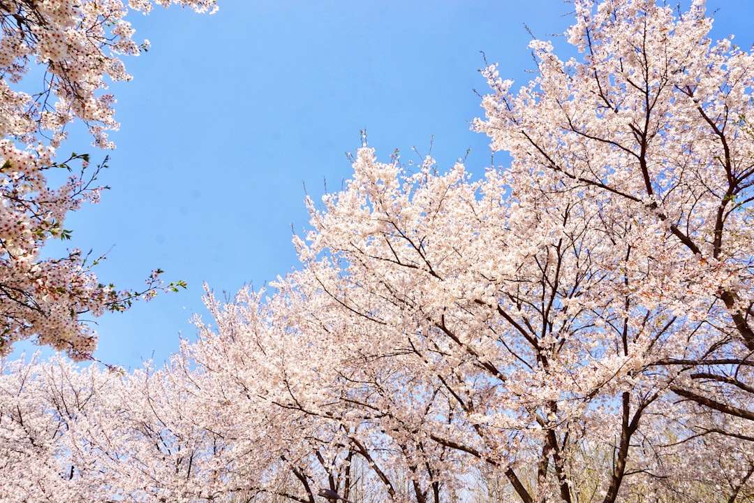 楽天 対 日本ハム