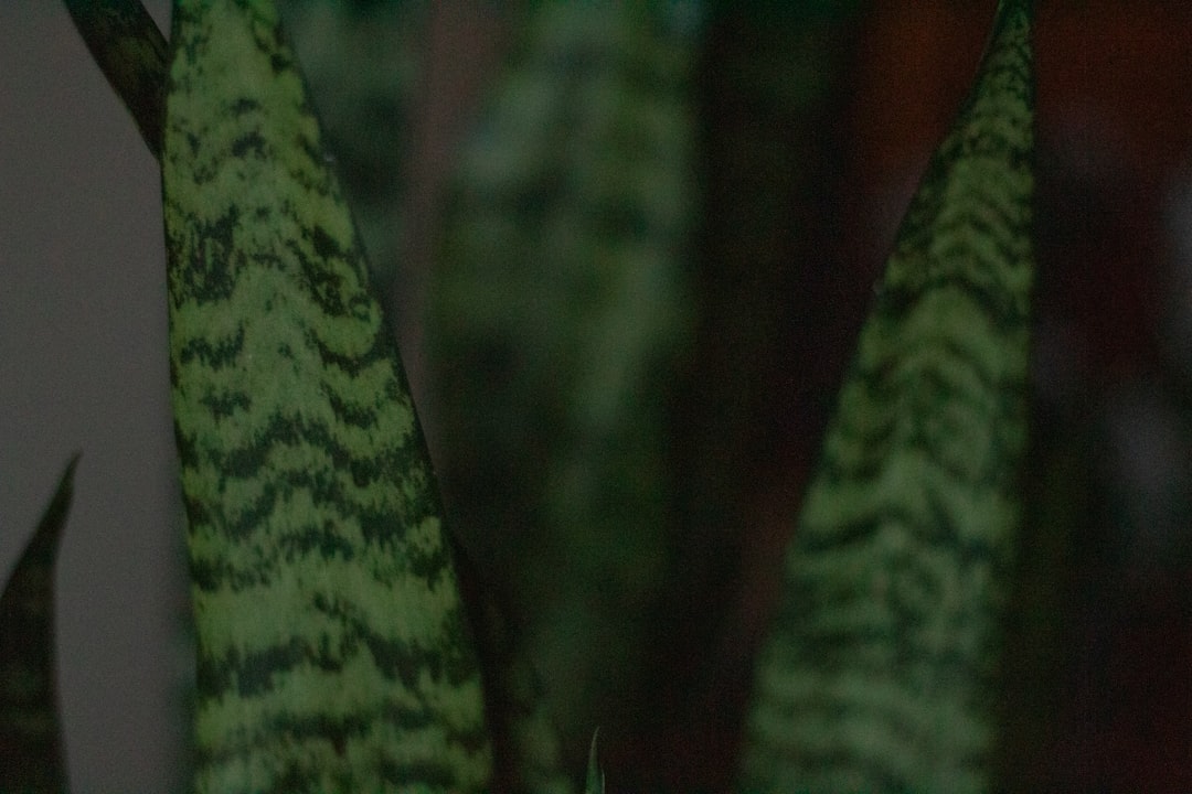 翌日発送 SNSで話題 踊るサボテン おもちゃ ダンスサボテン 揺動サボテン 面白い かわいい 笑い 友達 プレゼント 子供 悪趣味 歌 英語 緑 笑いもの 爆笑 踊るサボテン おもちゃ ダンスサボテン 揺動サボテン ぬいぐるみ いたずら 英語 緑 笑い