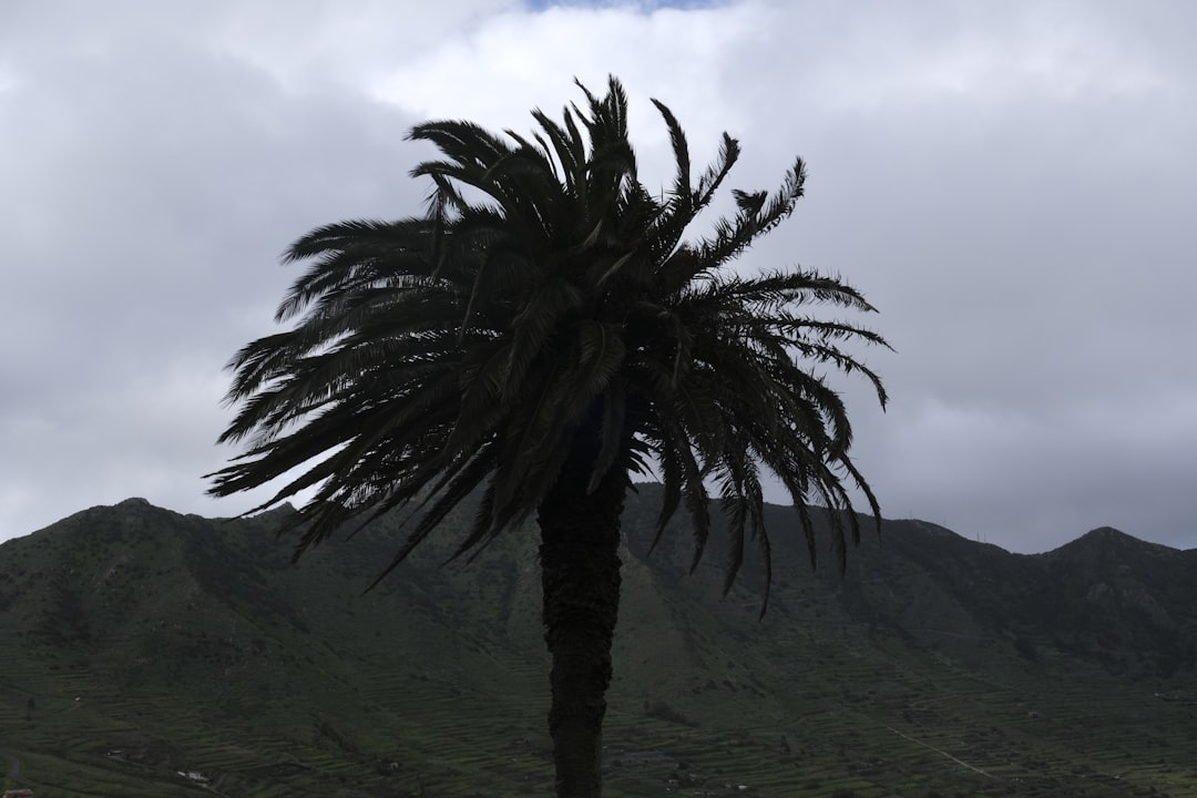 熱帯低気圧 台風 発生