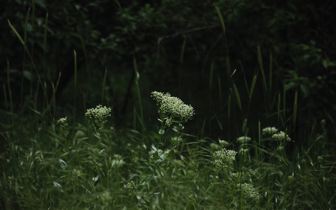 やり投げ 北口榛花