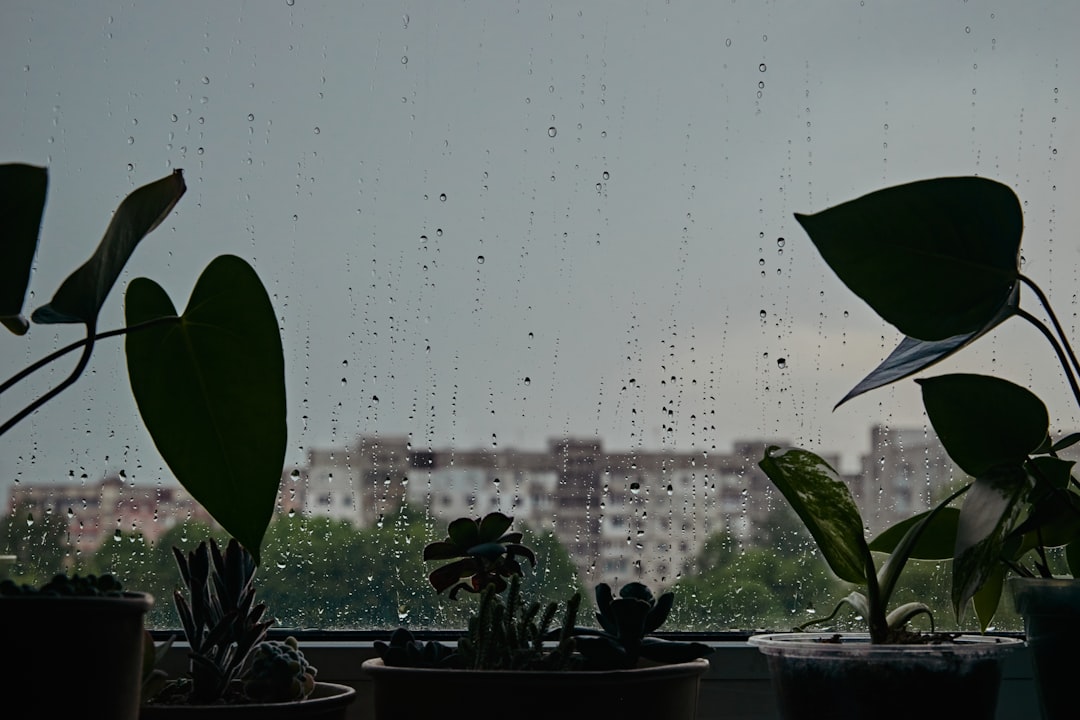 記録的短時間大雨情報