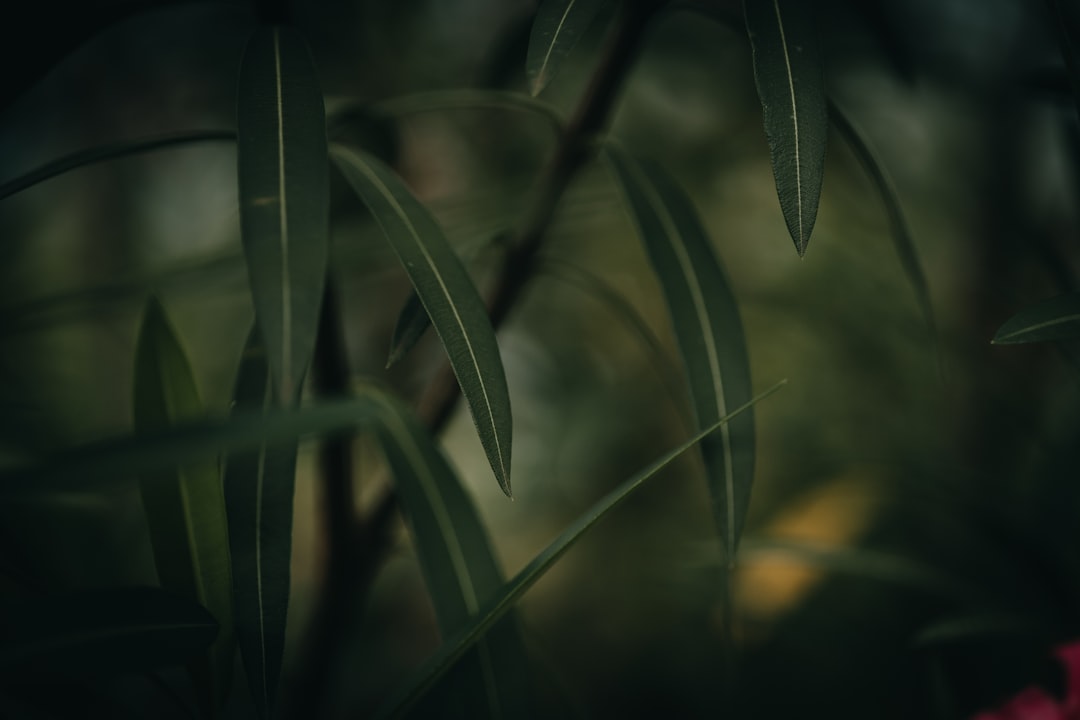 サカモトデイズ 実写映画