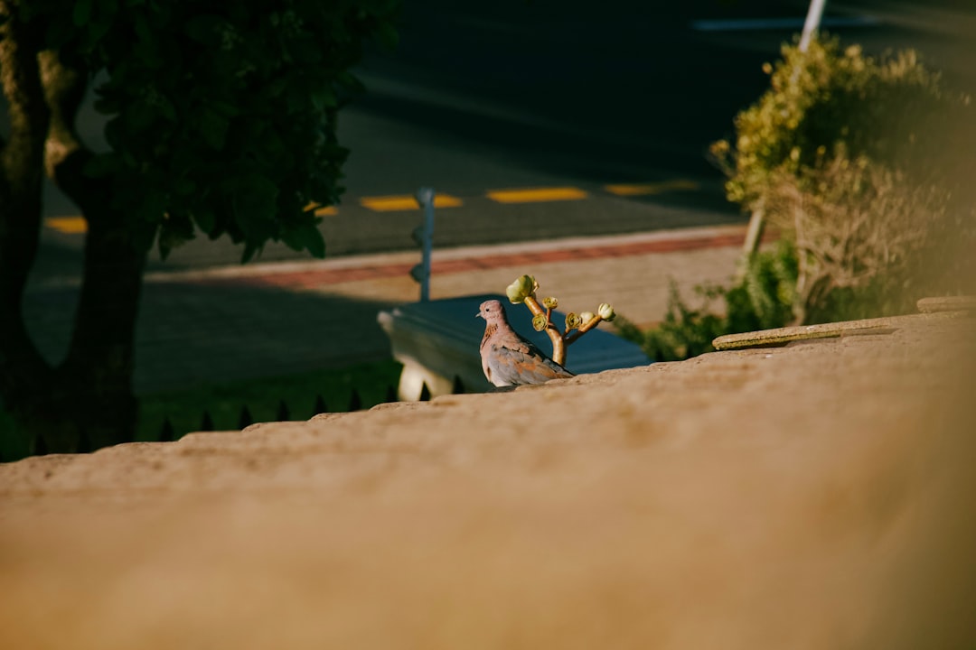 バーガーキング クーポン すごい