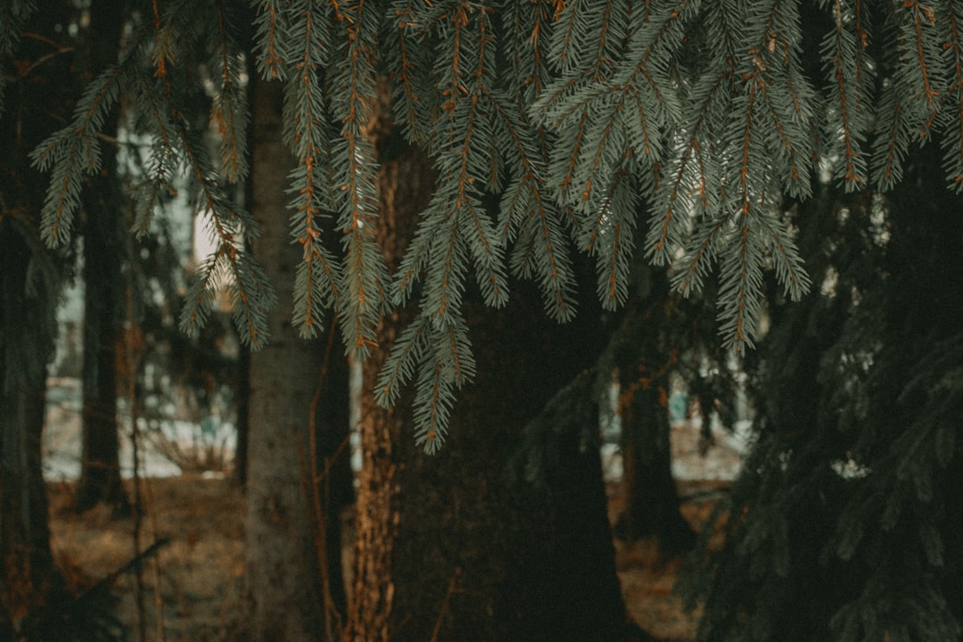 ロバートレッドフォード