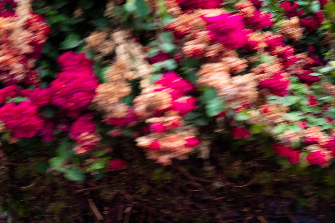 内祝い香りポプリ香りの花園ストロベリー&ラベンダー2個組みセットボックス入り