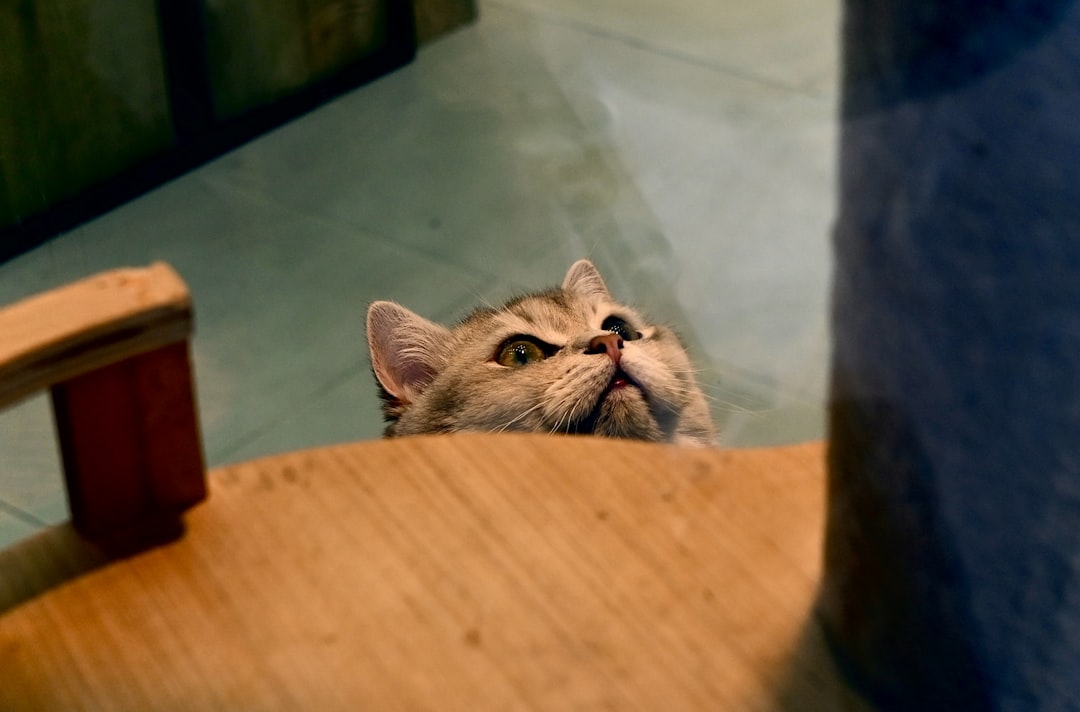 ココス ちいかわ