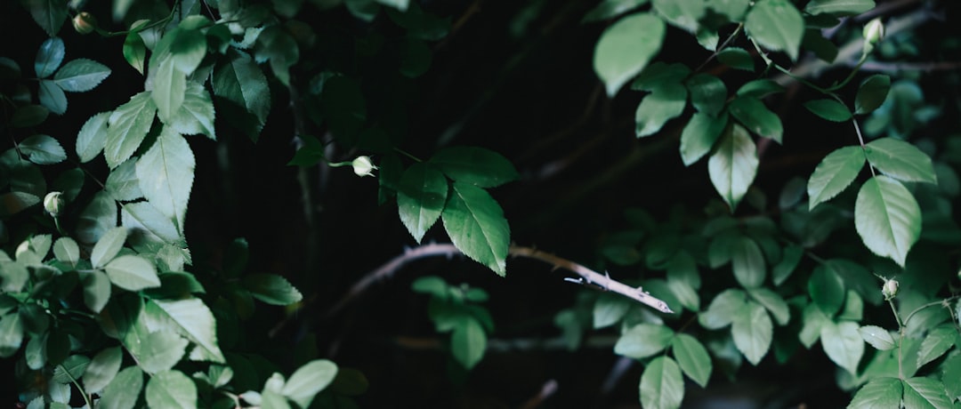 オリスラガース