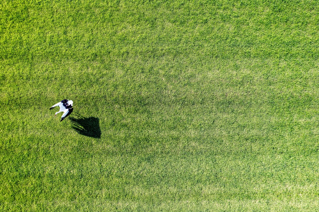 ジャイアンツ 対 ドジャース