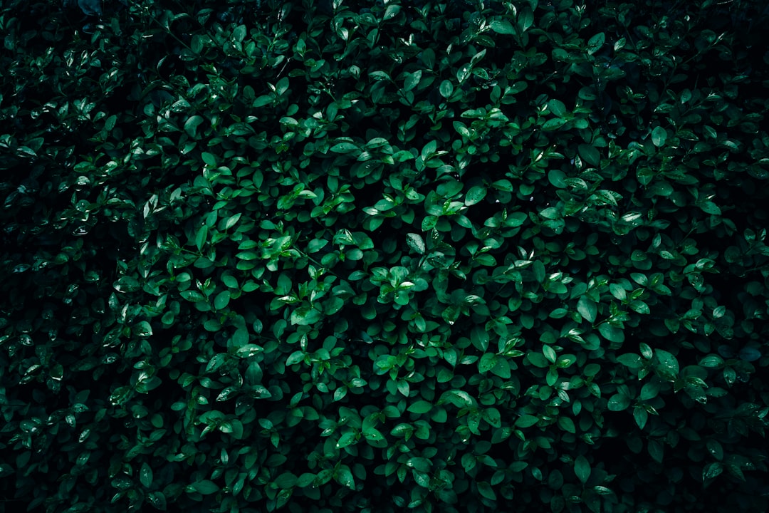 翌日発送 SNSで話題 踊るサボテン おもちゃ ダンスサボテン 揺動サボテン 面白い かわいい 笑い 友達 プレゼント 子供 悪趣味 歌 英語 緑 笑いもの 爆笑 踊るサボテン おもちゃ ダンスサボテン 揺動サボテン ぬいぐるみ いたずら 英語 緑 笑い