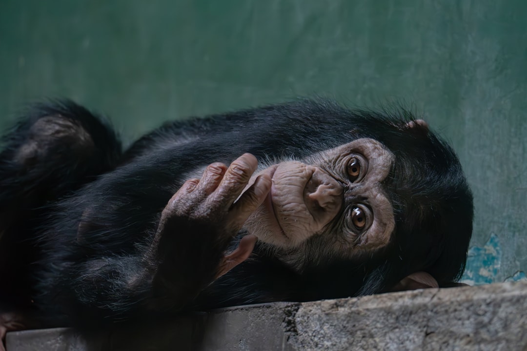 アンパンマンのマーチ