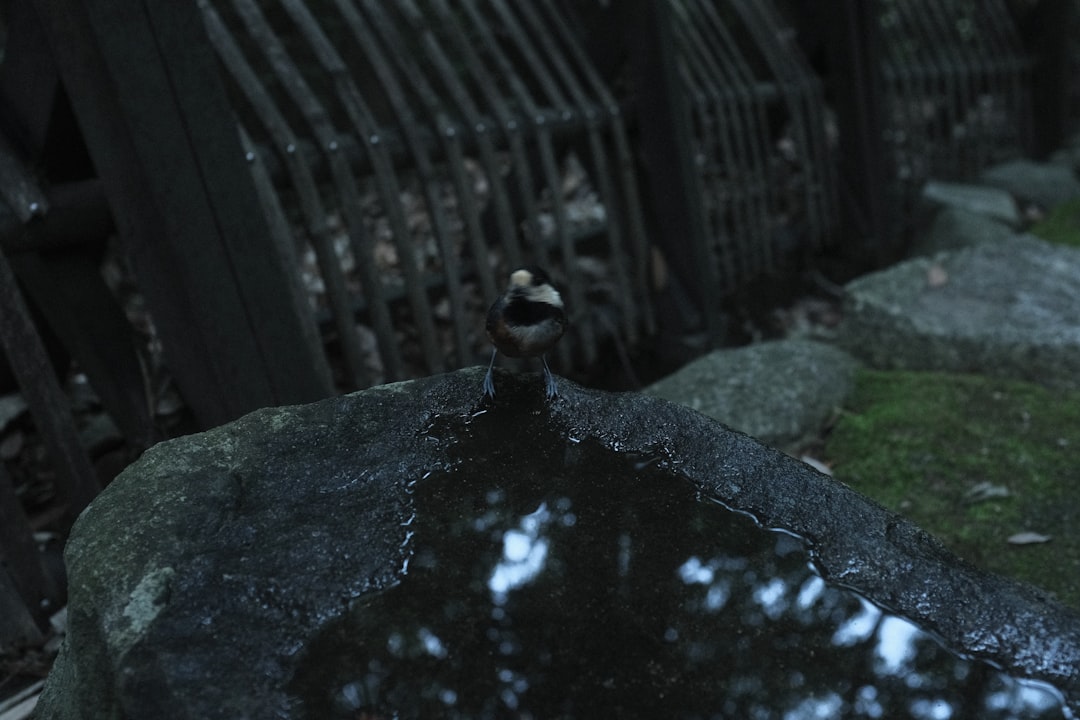 初代怪異殺し 死屍累生死郎 しのぶメイル 超究極 モンスト 攻略