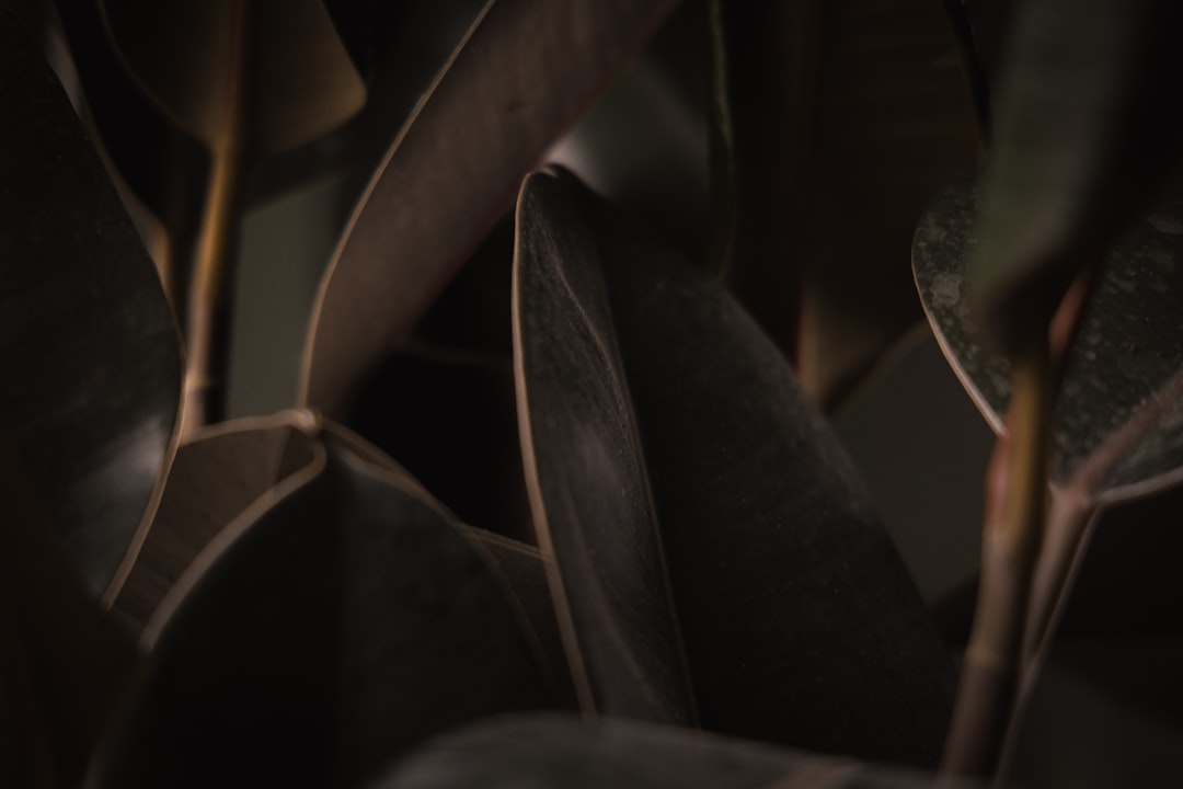 正体不明の怪異 忍野扇 こよみリバース 超究極 モンスト 攻略