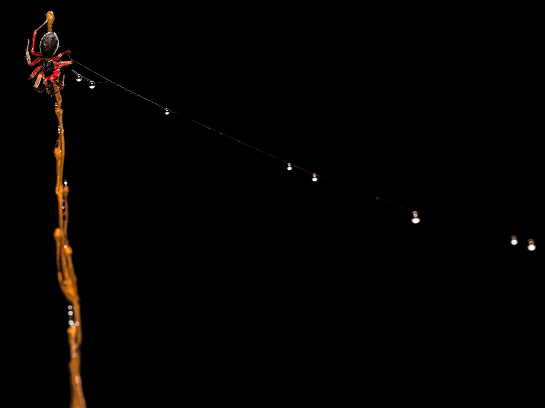 天体望遠鏡 外出 収納パック付き 初心者に最適 150倍以上 高倍率の天体観測望遠鏡(最大333倍)大人使用可能 月のクレーターや土星の輪が見える 調整可能なアルミ三脚 天体観測 月見 スマホ撮影 高度調節 伸縮三脚 3xバローレンズ 携帯バッグ スマートフォンアダプター