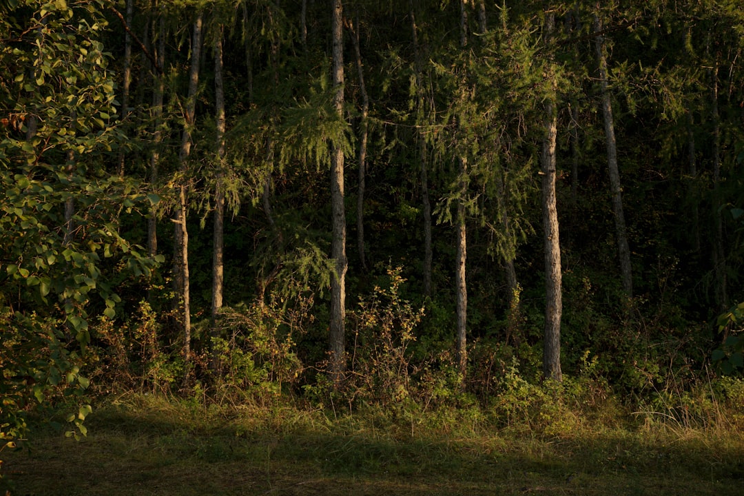 チャーリーカーク