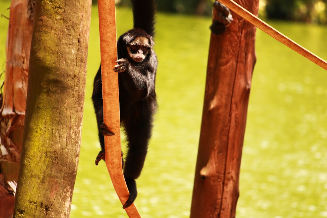 アンパンマンのマーチ
