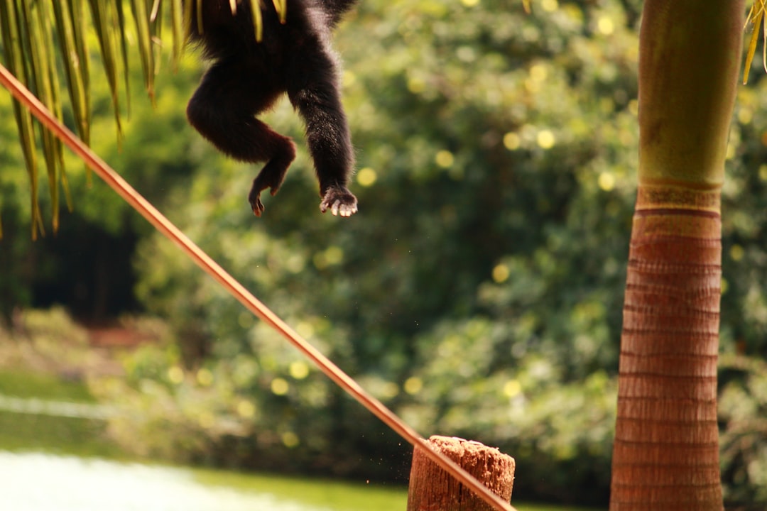 アンパンマンのマーチ