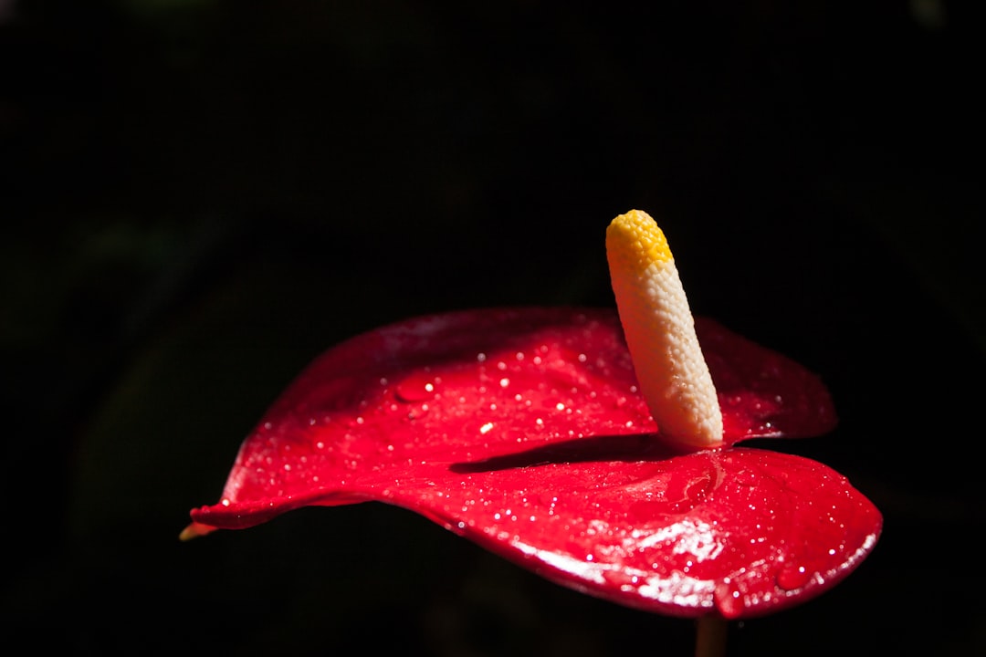 チョコプラ松尾