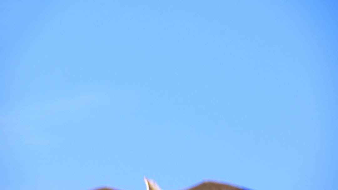 【B反】 老舗一流【染の北川】 特選本手描き京友禅訪問着 丹後ちりめん地 「雪輪四季草花文」 柔らかな輪郭で描く古典の品格… ハイクラスの友禅美!