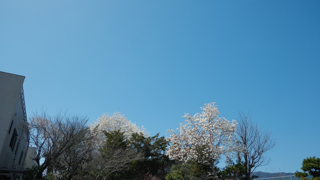 楽天 対 日本ハム