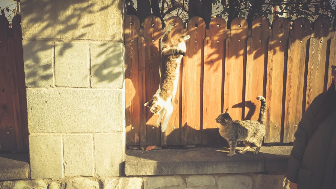 猫よけシート 20枚入 止め釘8本付き 猫避けシートとげマット 猫よけ ねこよけ シート 猫よけグッズ 猫よけ対策 野良猫対策 害獣 猫侵入防止対策 猫よけシート 畑 庭 プランターの中鳥よけ 鳩避け メッシュ 室内屋外兼用 猫犬侵入