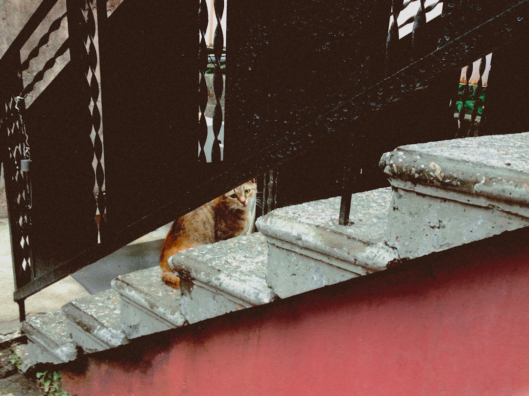 猫よけシート 20枚入 止め釘8本付き 猫避けシートとげマット 猫よけ ねこよけ シート 猫よけグッズ 猫よけ対策 野良猫対策 害獣 猫侵入防止対策 猫よけシート 畑 庭 プランターの中鳥よけ 鳩避け メッシュ 室内屋外兼用 猫犬侵入