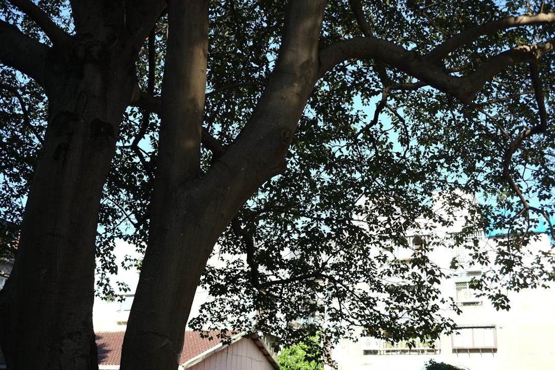 カルビー 株主優待