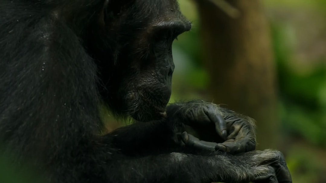 アガツマ アンパンマン 6WAY おまる おしゃべり・メロディ付き 1個 (x 1)