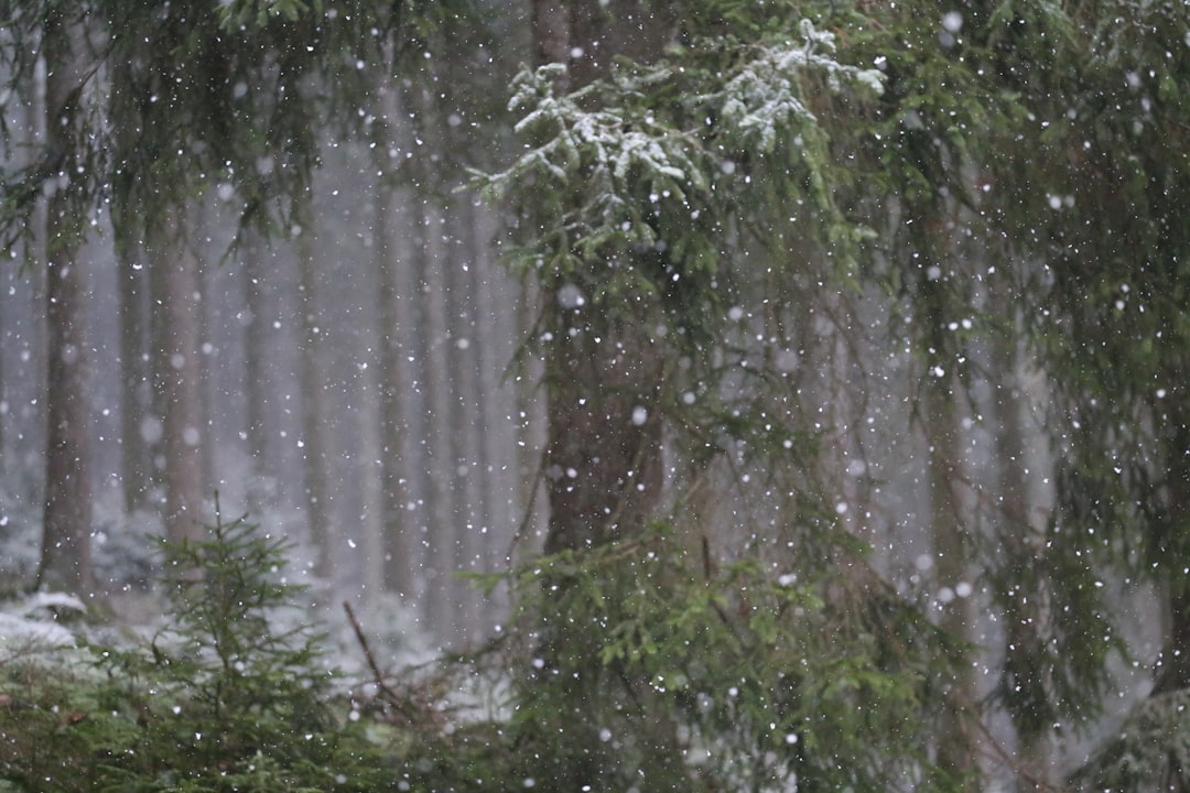 細田守 おおかみこどもの雨と雪