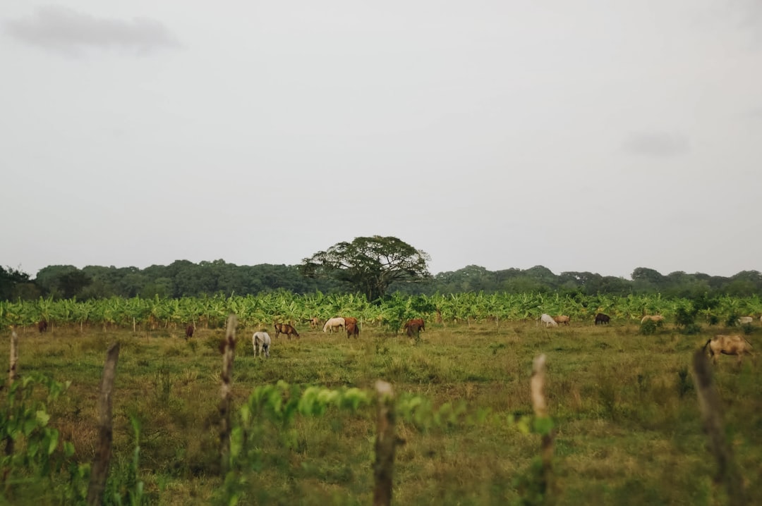 タンザニア 治安