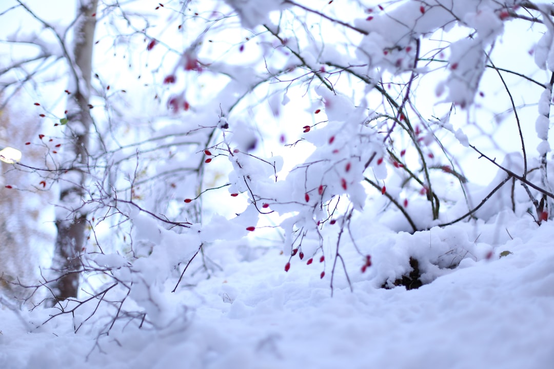細田守 おおかみこどもの雨と雪
