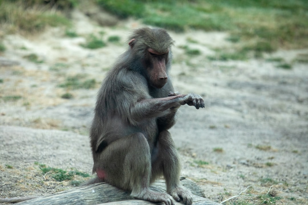 アガツマ アンパンマン 6WAY おまる おしゃべり・メロディ付き 1個 (x 1)