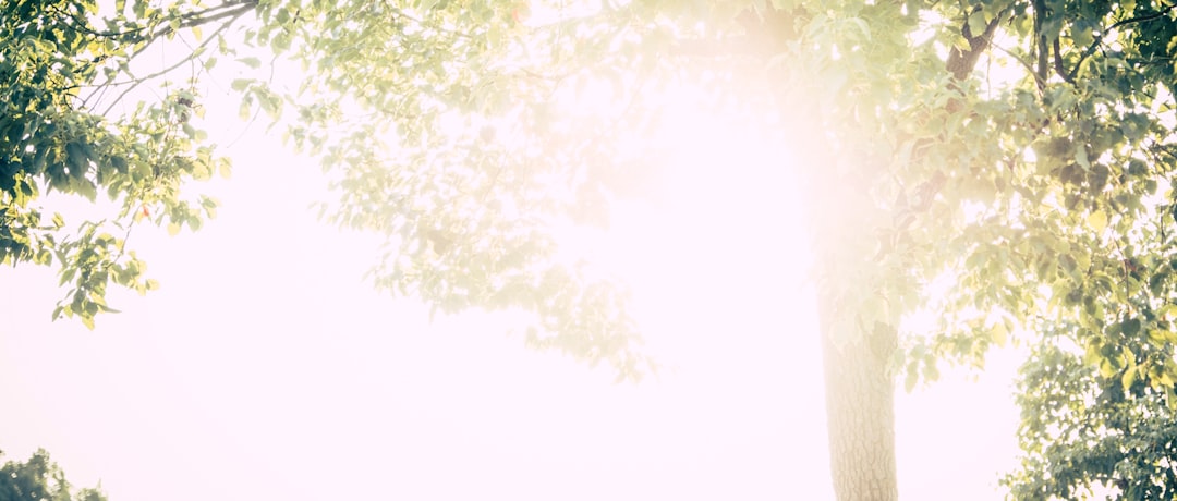 新生活 スカート チュールスカート レディース 春 マキシ丈 プリーツスカート ロングスカート 体型カバー ウエストゴム かわいい 秋物 20代 プレゼント ギフト