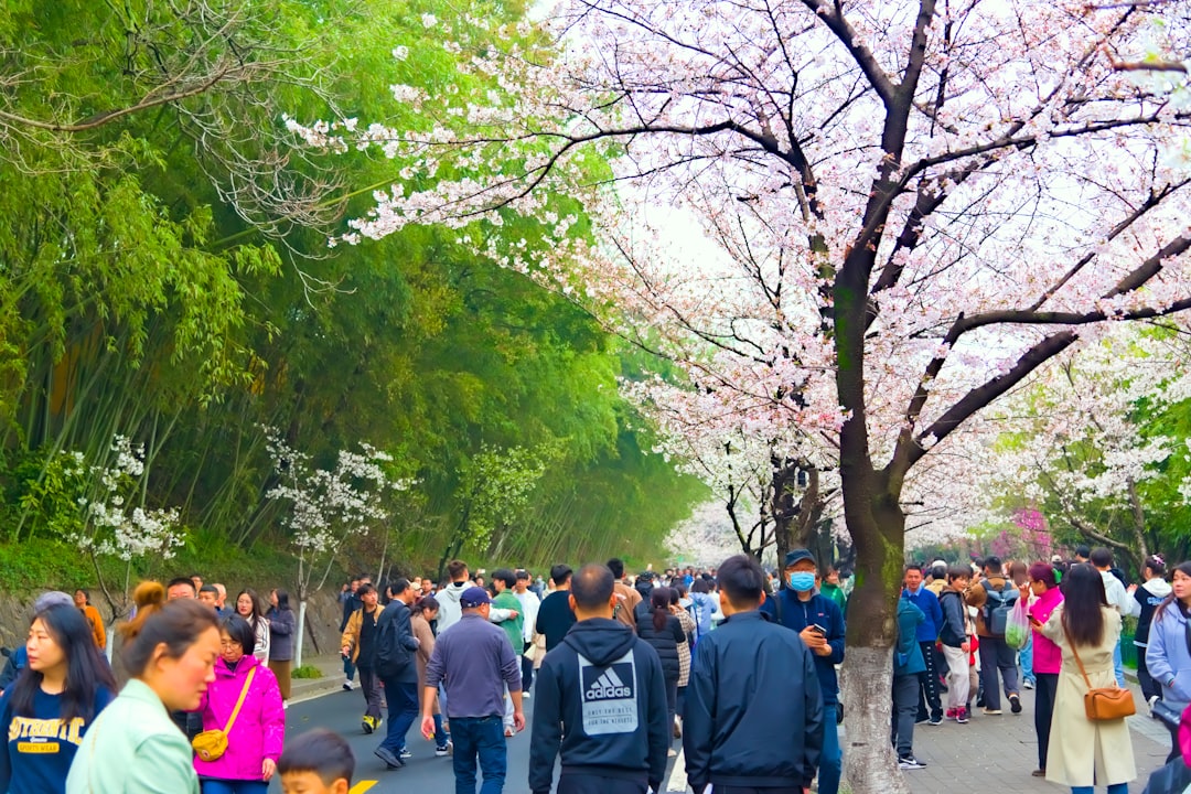桜 祭り 中止