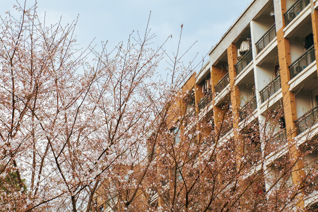 九州国際大学付属高等学校