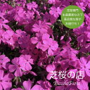 芝桜 ダニエルクッション 30株 送料無料 (沖縄県 離島は別途必要) 9センチ 3号ポット 鮮やか ピンク 花 レビューを書いて特典肥料 高品質 最安値 ガーデニング グランドカバー 下草 庭 雑草対策 花苗 春 多年草 フラワー ガーデン ギフト 贈り物 プレゼント シバザクラ 販売