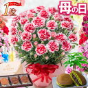 ＼まもなくお値段上がります／ 母の日 カーネーション ギフト 花 プレゼント 大きい 5号 鉢植え 2026 選べる特典 スイーツお菓子セット どら焼き GODIVA 年間ランキング1位 FleurTown吉本花城園 まだ間に合う早割終了