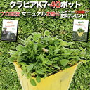 【肥料プレゼント中】 クラピア K7（白） 9cmポット苗 40鉢セット 完全植栽マニュアル付き グランドカバー 植物 イワダレソウ改良種 白品種 白い花 プランツ 庭 屋上 緑化 K5と同程度の耐寒性 多年草 地被植物 ほふく性 下草 背が低い 宿根草 ガーデニング