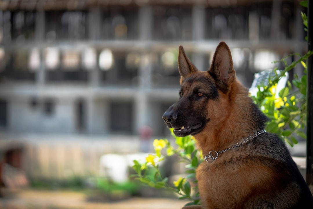 警察犬