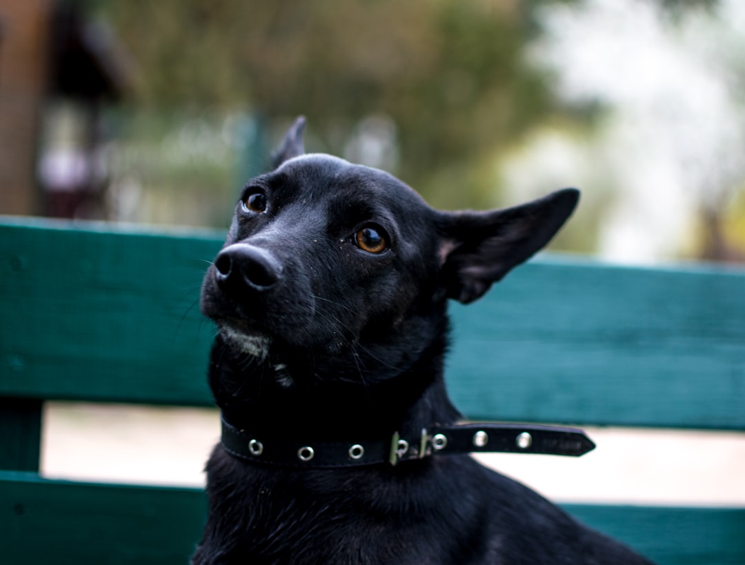 警察犬