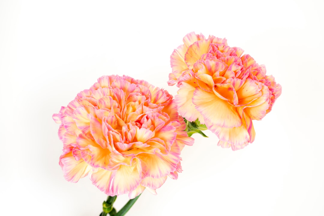 mother's day