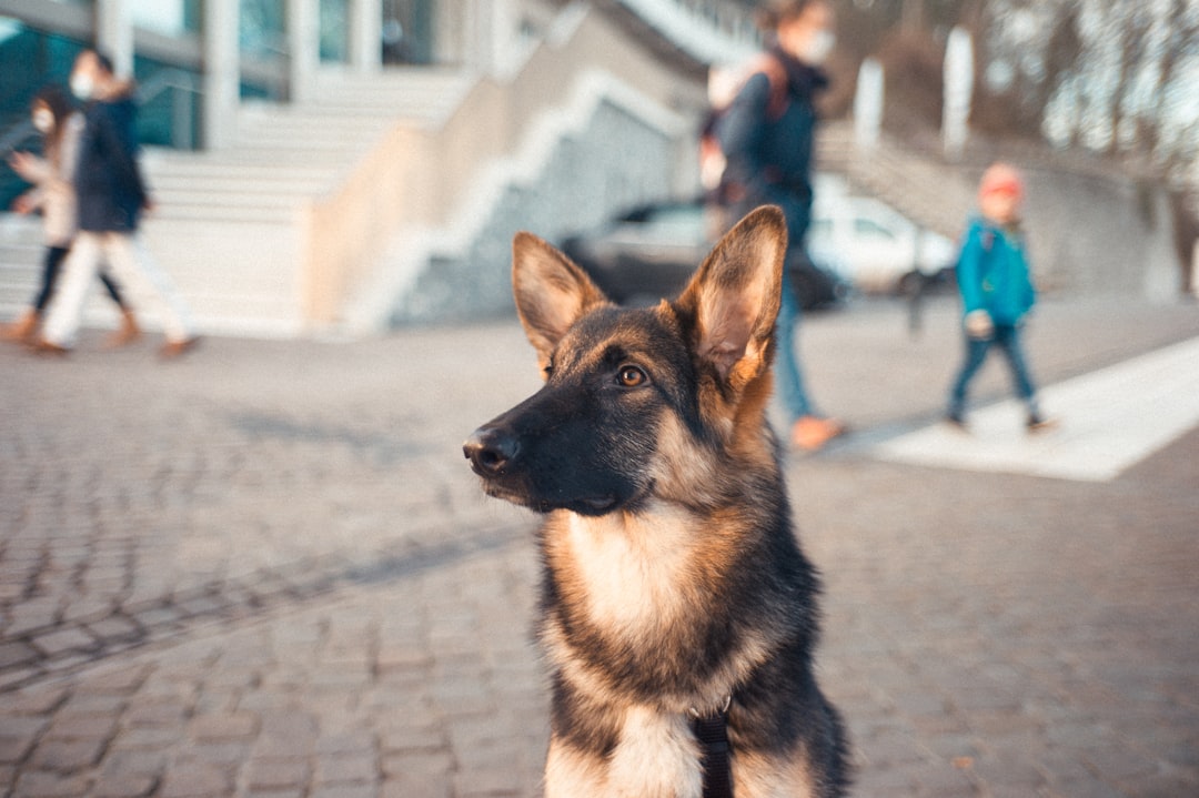 警察犬