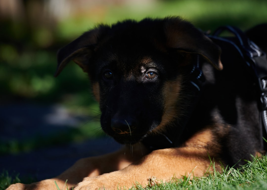 警察犬