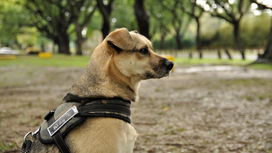 警察犬