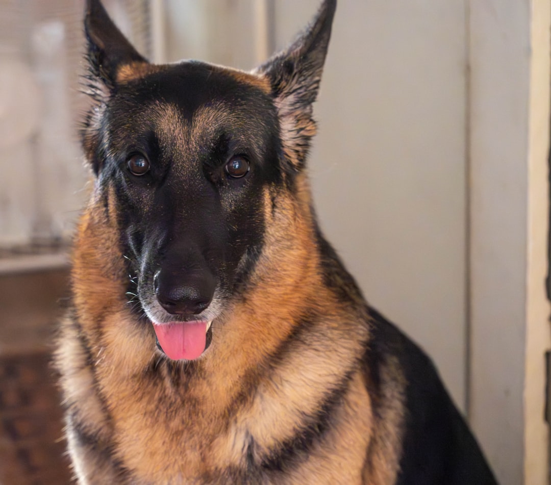 警察犬